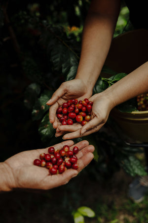 FInca Terrerito, Honduras