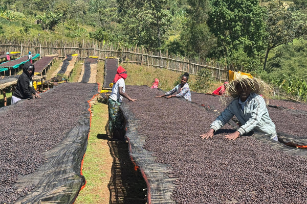Ethiopia Shantawene