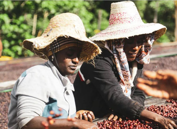 Ethiopia Suke Quto